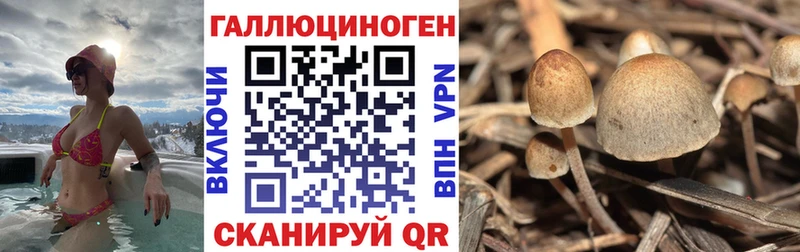 Галлюциногенные грибы Psilocybe  Купить где  Луга 